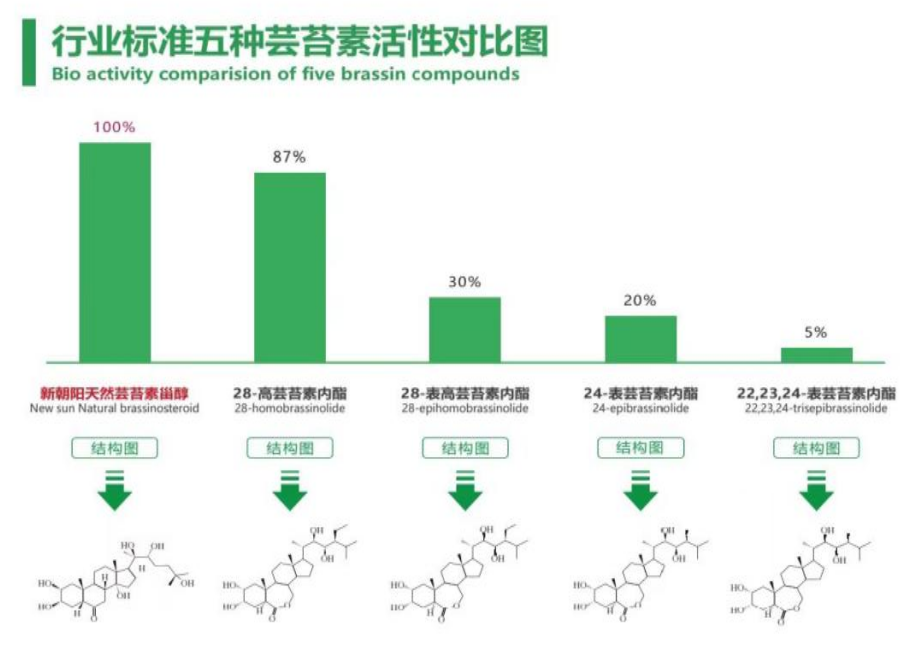 小麥拌種選新朝陽(yáng)天然蕓苔素，讓小麥高產(chǎn)贏在起跑線上?。ㄐ←溤谑裁磿r(shí)候用蕓苔素效果最佳）