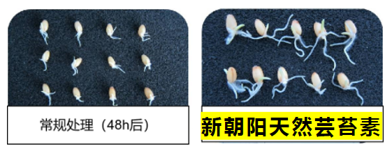 小麥拌種選新朝陽(yáng)天然蕓苔素，讓小麥高產(chǎn)贏在起跑線上?。ㄐ←溤谑裁磿r(shí)候用蕓苔素效果最佳）
