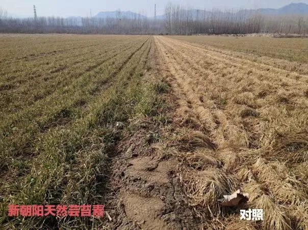 小麥拌種選新朝陽(yáng)天然蕓苔素，讓小麥高產(chǎn)贏在起跑線上?。ㄐ←溤谑裁磿r(shí)候用蕓苔素效果最佳）