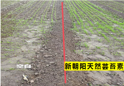 小麥拌種選新朝陽(yáng)天然蕓苔素，讓小麥高產(chǎn)贏在起跑線上?。ㄐ←溤谑裁磿r(shí)候用蕓苔素效果最佳）