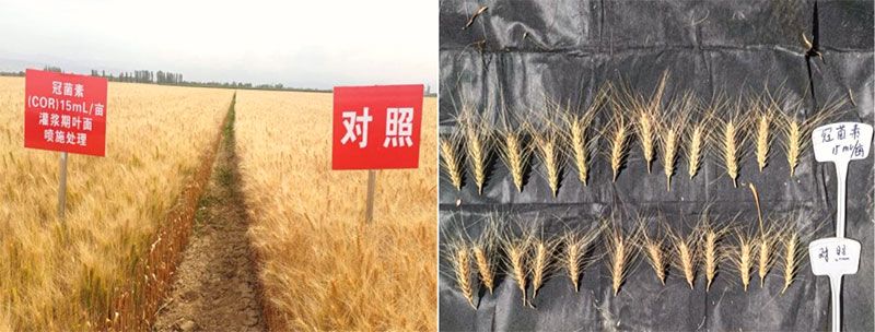 成都新朝陽COR冠菌素入選“2025中國農業重大新產品”